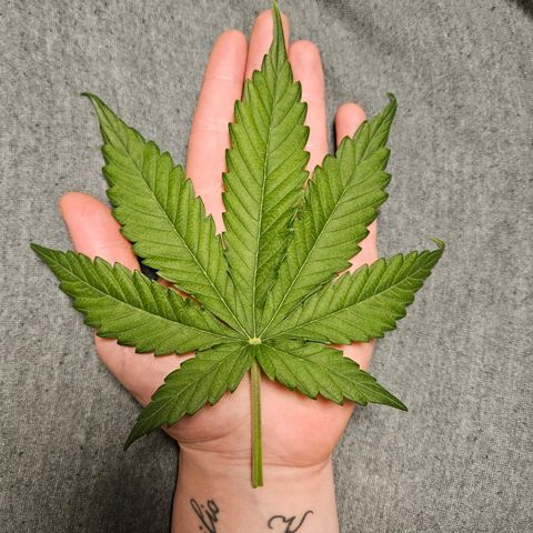 Royal Runtz Automatic growlog timeline photo