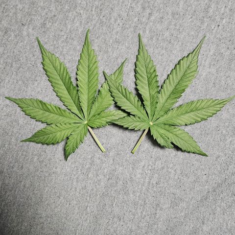 Royal Runtz Automatic growlog timeline photo