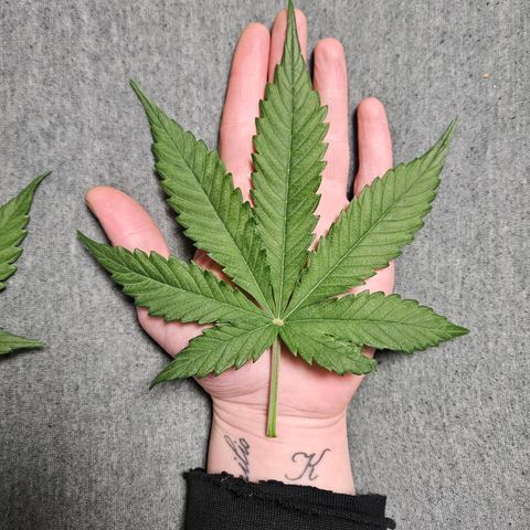 Royal Runtz Automatic growlog timeline photo