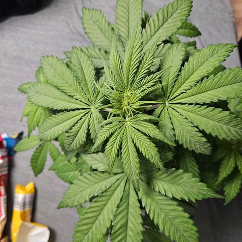 Royal Runtz Automatic growlog timeline photo