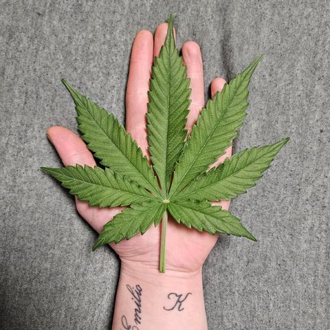 Royal Runtz Automatic growlog timeline photo