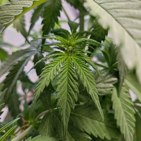 Royal Runtz Automatic growlog timeline photo