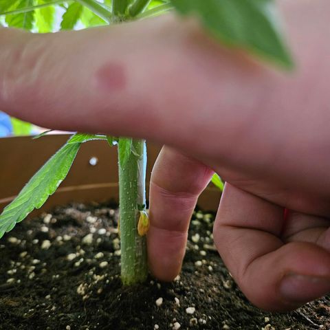 Royal Runtz Automatic growlog timeline photo