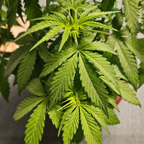 Royal Runtz Automatic growlog timeline photo