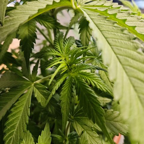 Royal Runtz Automatic growlog timeline photo