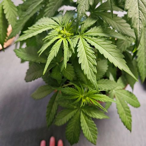 Royal Runtz Automatic growlog timeline photo