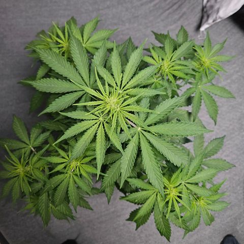 Royal Runtz Automatic growlog timeline photo