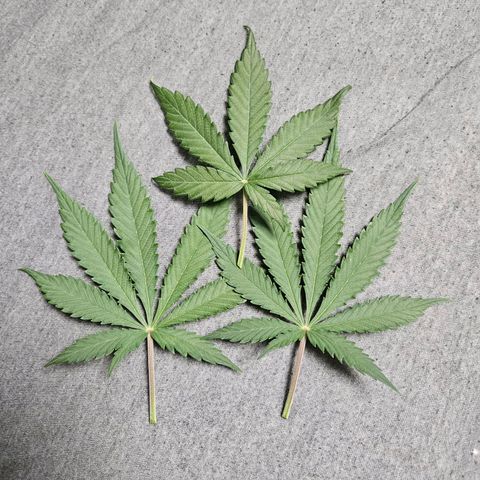 Royal Runtz Automatic growlog timeline photo