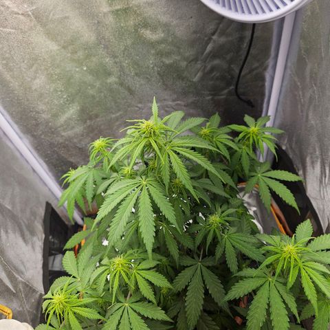 Royal Runtz Automatic growlog timeline photo