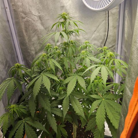 Royal Runtz Automatic growlog timeline photo