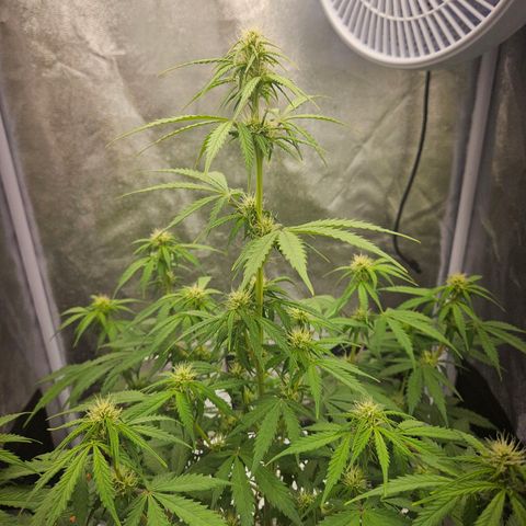 Royal Runtz Automatic growlog timeline photo