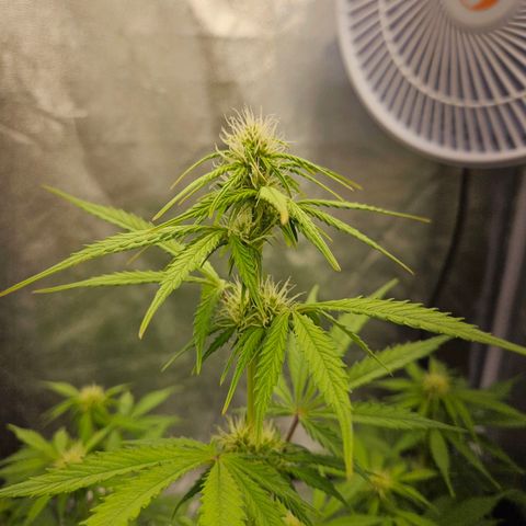Royal Runtz Automatic growlog timeline photo