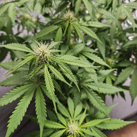 Royal Runtz Automatic growlog timeline photo
