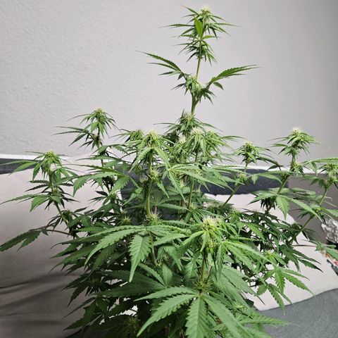Royal Runtz Automatic growlog timeline photo
