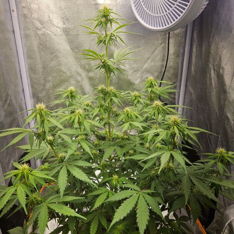 Royal Runtz Automatic growlog timeline photo