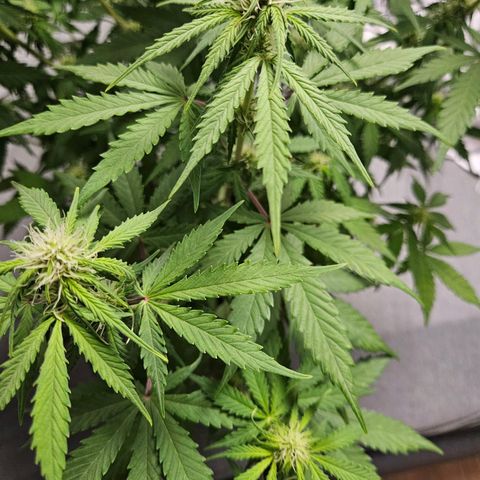 Royal Runtz Automatic growlog timeline photo