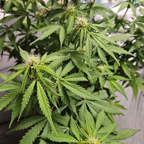Royal Runtz Automatic growlog timeline photo