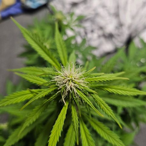 Royal Runtz Automatic growlog timeline photo