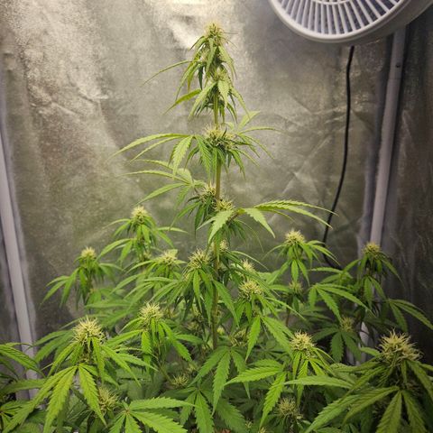 Royal Runtz Automatic growlog timeline photo