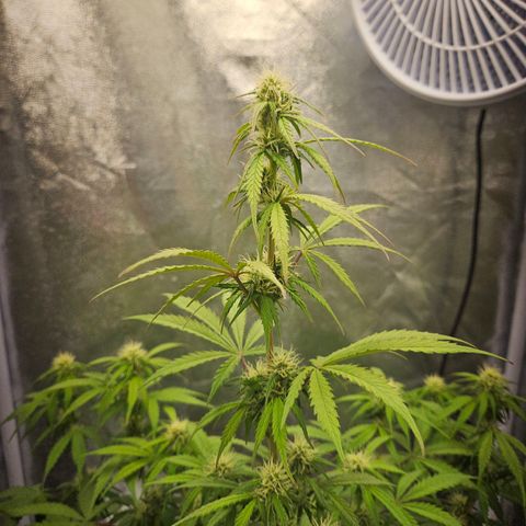 Royal Runtz Automatic growlog timeline photo