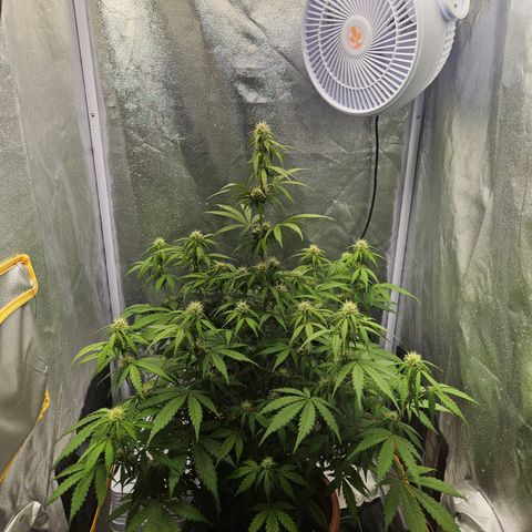 Royal Runtz Automatic growlog timeline photo