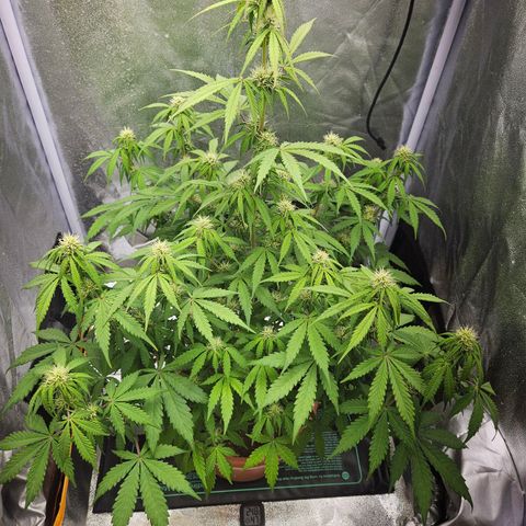 Royal Runtz Automatic growlog timeline photo