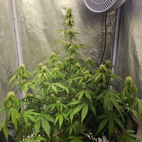 Royal Runtz Automatic growlog timeline photo