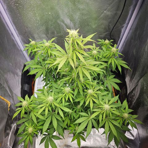 Royal Runtz Automatic growlog timeline photo