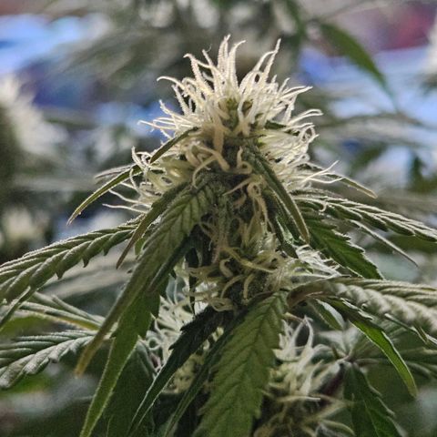 Royal Runtz Automatic growlog timeline photo