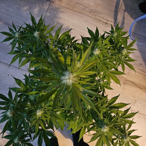 Royal Runtz Automatic growlog timeline photo