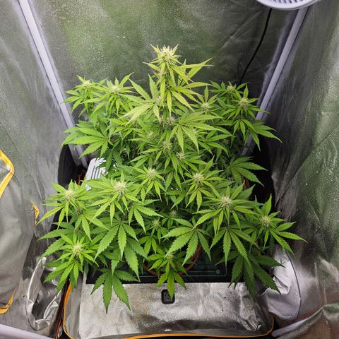 Royal Runtz Automatic growlog timeline photo