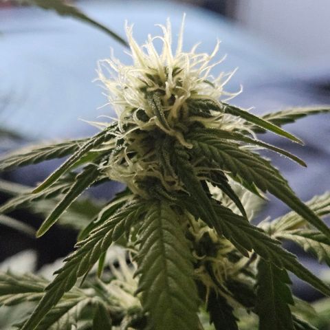 Royal Runtz Automatic growlog timeline photo