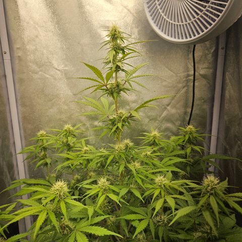 Royal Runtz Automatic growlog timeline photo