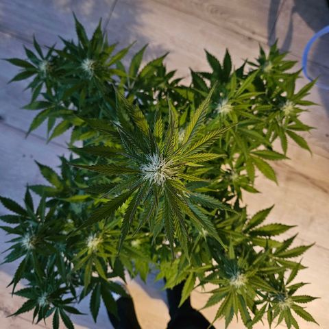 Royal Runtz Automatic growlog timeline photo