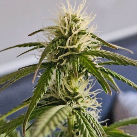 Royal Runtz Automatic growlog timeline photo