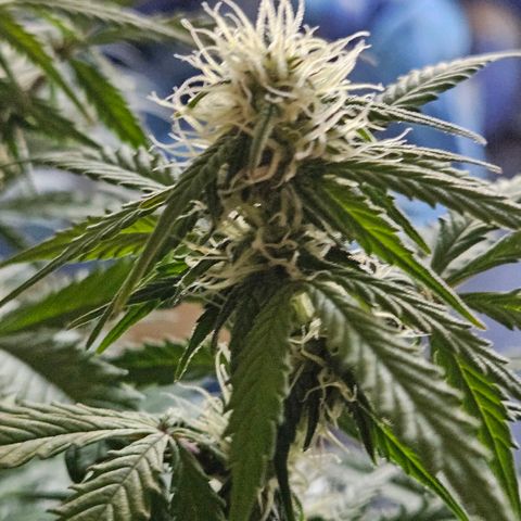 Royal Runtz Automatic growlog timeline photo