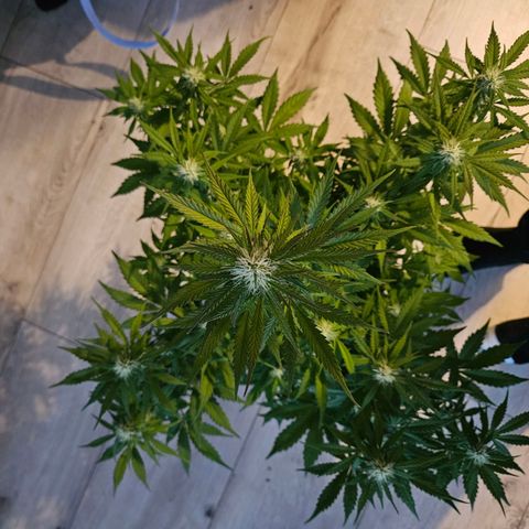 Royal Runtz Automatic growlog timeline photo
