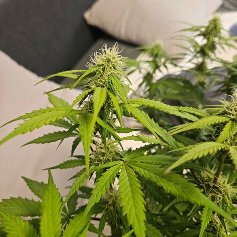 Royal Runtz Automatic growlog timeline photo