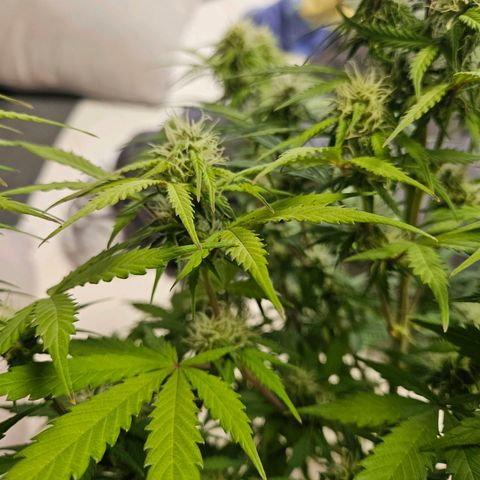 Royal Runtz Automatic growlog timeline photo