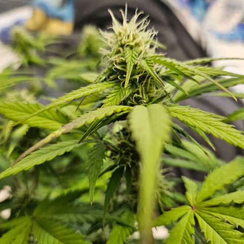 Royal Runtz Automatic growlog timeline photo