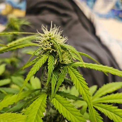 Royal Runtz Automatic growlog timeline photo