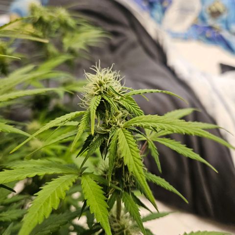 Royal Runtz Automatic growlog timeline photo