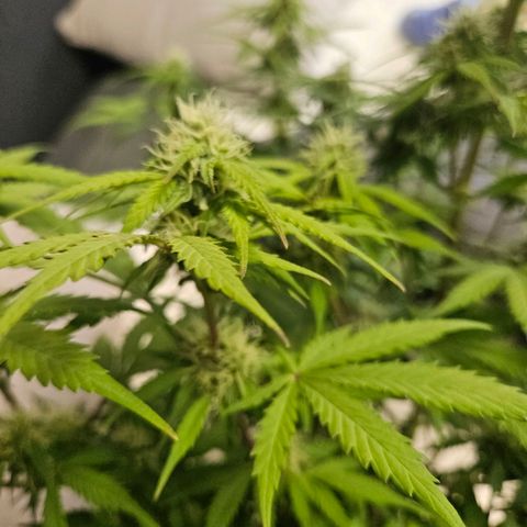 Royal Runtz Automatic growlog timeline photo