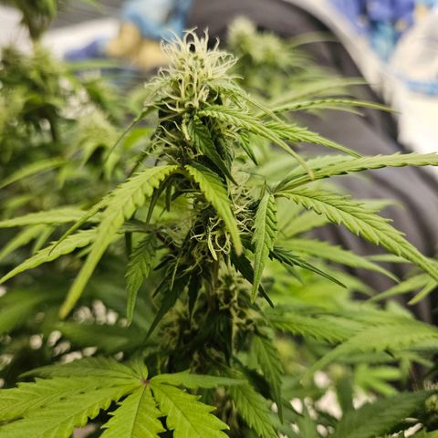 Royal Runtz Automatic growlog timeline photo