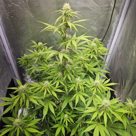 Royal Runtz Automatic growlog timeline photo