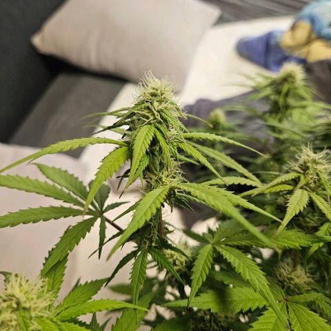 Royal Runtz Automatic growlog timeline photo