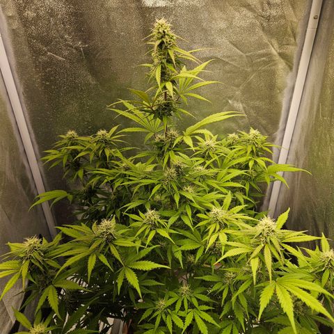 Royal Runtz Automatic growlog timeline photo