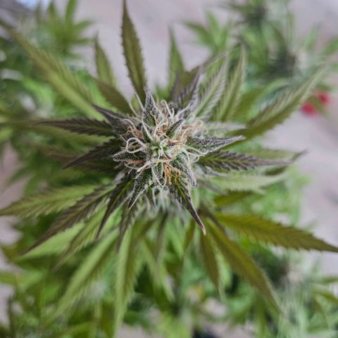 Royal Runtz Automatic growlog timeline photo