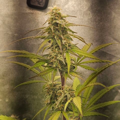 Royal Runtz Automatic growlog timeline photo