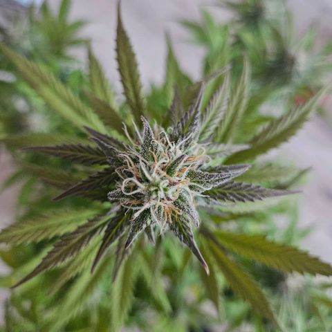 Royal Runtz Automatic growlog timeline photo